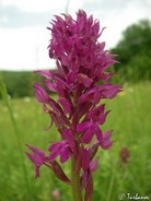 Anacamptis × simorrensis ssp. ticinensis